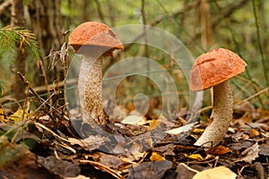 Two red aspen trees grow in the forest. Mushrooms in the forest. Mushroom picking