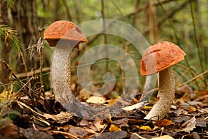 Two red aspen trees grow in the forest. Mushrooms in the forest. Mushroom picking