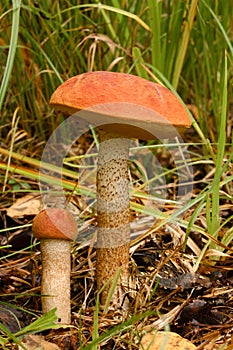 Two red aspen trees grow in the forest. Mushrooms in the forest. Mushroom picking