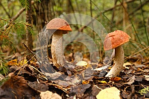 Two red aspen trees grow in the forest. Mushrooms in the forest. Mushroom picking