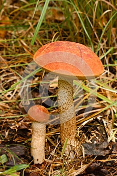 Two red aspen trees grow in the forest. Mushrooms in the forest. Mushroom picking