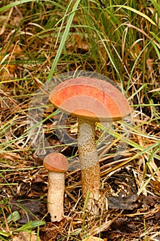 Two red aspen trees grow in the forest. Mushrooms in the forest. Mushroom picking