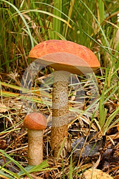 Two red aspen trees grow in the forest. Mushrooms in the forest. Mushroom picking