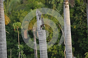 Two Red-bellied macaws look out of a dead tree L agoa das Araras, Brazil