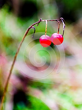 Two red berries hanging on a branch on a green background