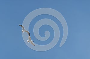 Two red-billed gulls fly wingtip to wingtip