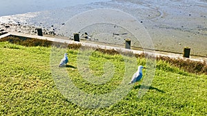 Two Red-billed gulls at the seaside green field.