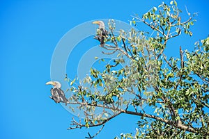 Two red billed hornbills in a tree