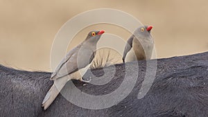 Two Red-billed Oxpeckers on Ox