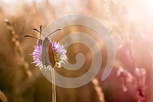 Two Red and Black Butterflies on the Flower