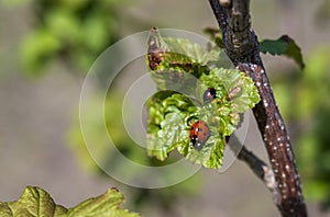 Two red and black ladybugs on green leaf of currant plant