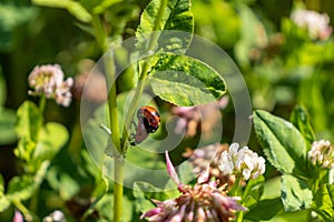 Two red and black spotted ladybugs - Coccinellidae - mating on a green plant stem with white and pink flowers - a close up shot in