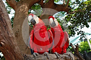 Two red blue color parrots looking in the same direction