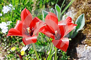 Two red Bokhara tulips