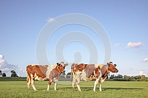 Two red brown dairy cows in row, standing in a meadow, fully in focus, blue sky, green grass