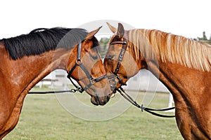 Two red-brown horses opposite each other