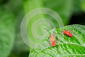 Two red bugs