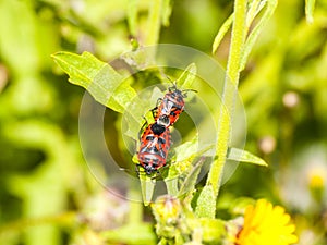 Two red bugs copulating on the grass