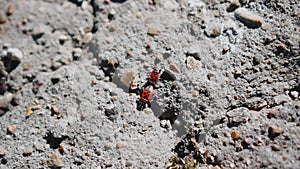 Two red bugs are crawling on a rock in the forest. The view from the top