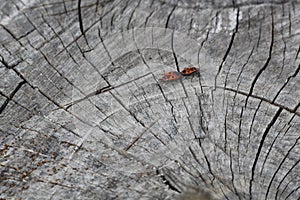 Two red bugs firebugs, red soldier bugs, Spilostethus pandurus, cotton dyes, Pyrrhocoridae mating on an old wooden stump. Black