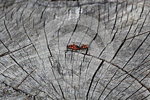 Two red bugs firebugs, red soldier bugs, Spilostethus pandurus, cotton dyes, Pyrrhocoridae mating on an old wooden stump. Black