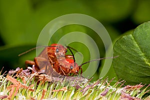 Two red bugs having fun