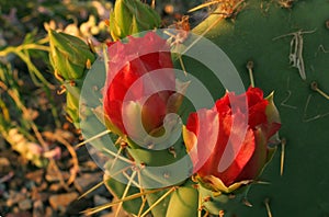 Two red cactus flowers photo