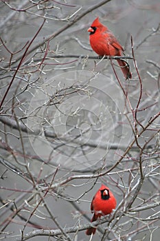 Two Red Cardinals sitting in a tree.