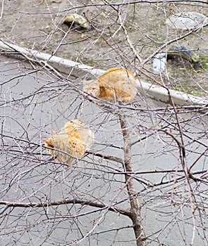 Two red cat on a spring tree