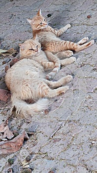 two red cats lie together on the street, pets