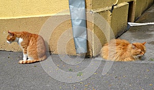 Two red cats sit on pavement against house wall
