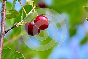 two red cherries on a branch