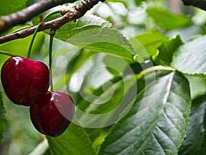 TWO RED CHERRIES CLOSE-UP