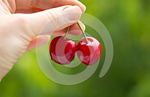 Two red cherries on a green background