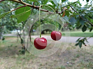 Two red cherries hanging on a branch