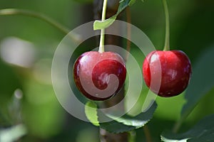 Two red cherries shining in the sun