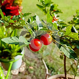 Two red cherry tomatoes in the garden