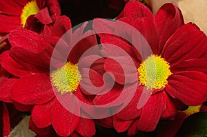 Two red chrysanthemum flowers, close up, macro