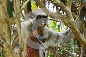 Two red colobus monkeys in Jozani forest national park