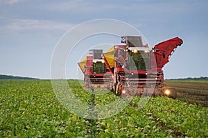 Two red combine harvesters harvest of ripe sugar photo