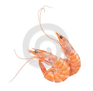 Two red cooked prawn or tiger shrimp isolated on white background