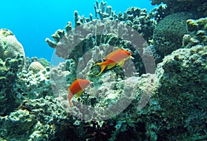 Two red coral perches