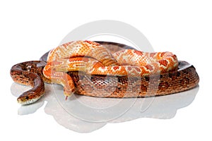 Two red corn snakes