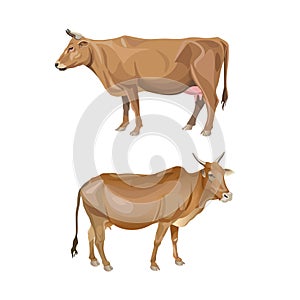 Two red cows photo