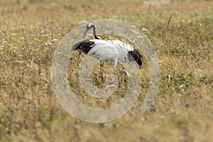 Two red-crowned crane. Kunashir Island