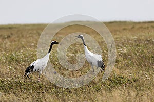 Two red-crowned crane.  Kunashir Island. South Kuriles