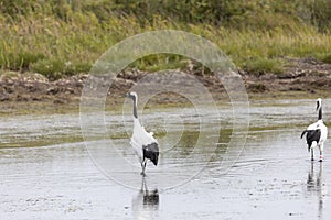 Two red-crowned crane. Kunashir Island. South Kuriles