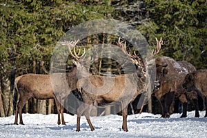 Two Red Deer Cervidae And Two European Bison Wisent Against The Winter Forest. Red Deer Stag Close-Up On A Blurred Backgrou photo