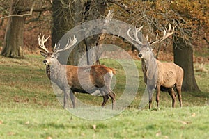 Two Red Deer Cervus elaphus at the edge of a field during rutting season.