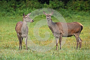 Two red deer hinds standing on meadow in summertime nature.